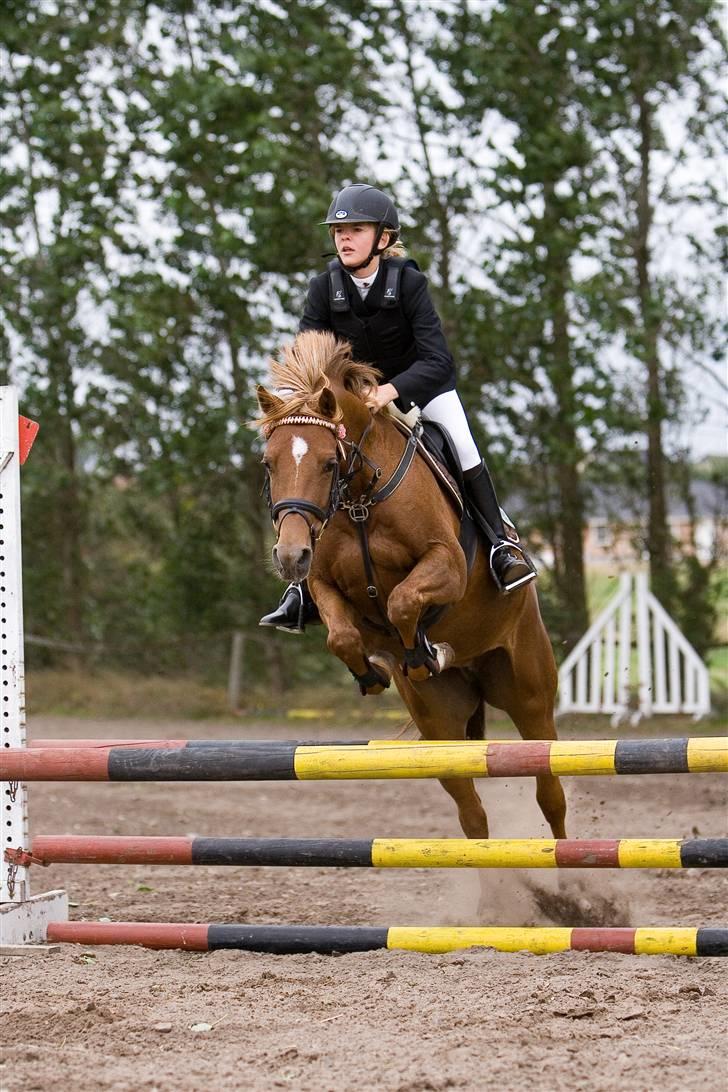 Welsh Cob (sec D) Kielshoop Honeyrose Solgt - til stævne i nibe. :P billede 14