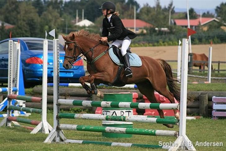 Welsh Cob (sec D) Kielshoop Honeyrose Solgt - til stævne i Klarup. vi red LC og vandt den. hehe :D billede 15