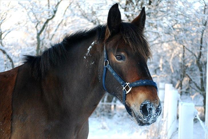 Anden særlig race Elmegaardens Mogcy - Velkommen til Mogcy Profil :D En billedbog om en fantastisk hest ! billede 1