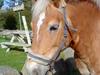 Haflinger Sisse  [Himmelhest]