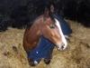 Dansk Varmblod welt-sohn R.I.P 2002-2009