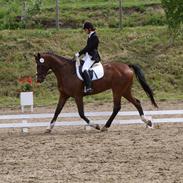 Anden særlig race Romeo