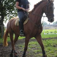 Dansk Varmblod teglvangs jasmin