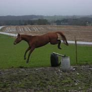 Dansk Varmblod teglvangs jasmin