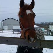 Welsh Partbred (Sec F) Playmate