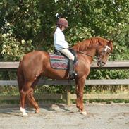 Welsh Partbred (Sec F) Playmate