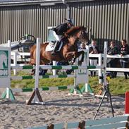 Welsh Partbred (Sec F) Playmate