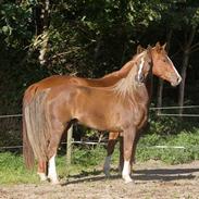 DSP Kavsgaards Arkibal - Himmelhest <3