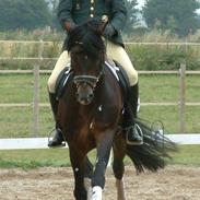 New Forest Mister Malthe