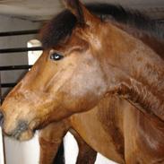 New Forest Cést la vie