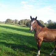 Holstener Callisto.. Aflivet :'(