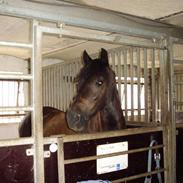 Welsh Pony af Cob-type (sec C) Englyst Dasco