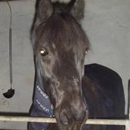 Welsh Pony af Cob-type (sec C) Englyst Dasco