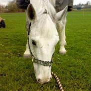 Dansk Varmblod Smirnoff 