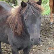 Anden særlig race Nickeline