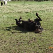 Anden særlig race Nickeline