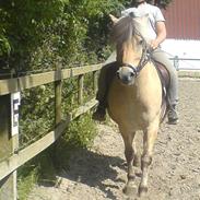 Fjordhest Jonas<3 *død* 