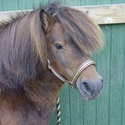 Shetlænder Balder en tidlegere hest