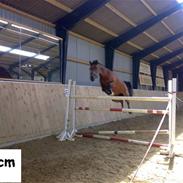 Arabisk fuldblod (OX) Loyce - SOLGT