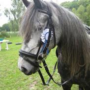 Anden særlig race Ronja  (solgt)