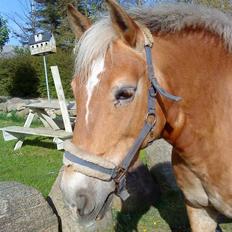 Haflinger Sisse 