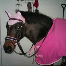 New Forest »{Miss Tanja }« † 04-05-09 †