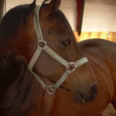 Sportsaraber (A) OX | Rakel