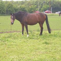 Sportsaraber (A) OX | Rakel