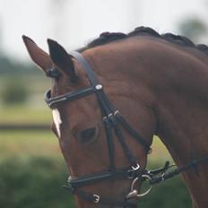 Dansk Varmblod Hummes Waltzin Matilda