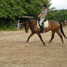 Dansk Varmblod Hummes Waltzin Matilda