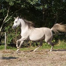 Arabisk fuldblod (OX) El Jazair OX