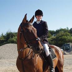 Dansk Varmblod Falypso Bell