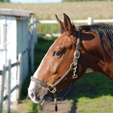 Pinto Desperado (himmelhest <3)