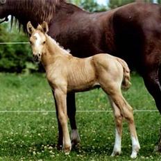 Palomino Golddigger (SOLGT)