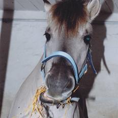 Fjordhest Ingegård's QTO *Savnet* <3