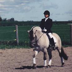 Fjordhest Ingegård's QTO *Savnet* <3