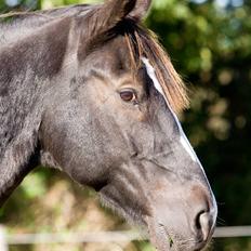 Oldenborg Tatan ( R.I.P.)