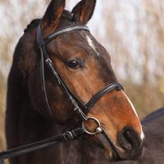 Dansk Varmblod EsperanzoH aflivet 260309