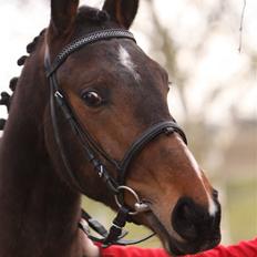 Dansk Varmblod EsperanzoH aflivet 260309