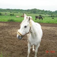 DSP Janneborgs Aladdin *SOLGT