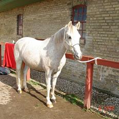 DSP Janneborgs Aladdin *SOLGT