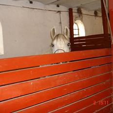 DSP Janneborgs Aladdin *SOLGT