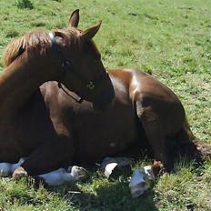 Hollandsk Varmblod ¤ Vlo ¤