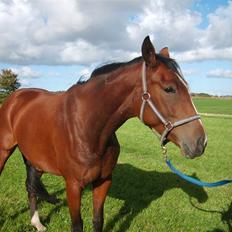 Dansk Varmblod Monique