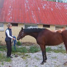 Dansk Varmblod Monique