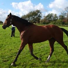 Dansk Varmblod Monique