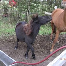 Anden særlig race Nickeline
