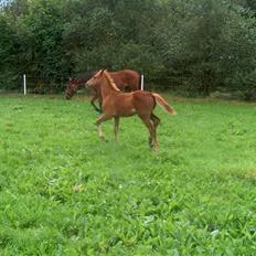 Dansk Varmblod Semper Fi