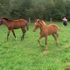 Dansk Varmblod Semper Fi