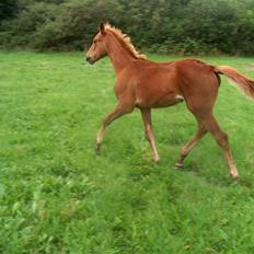 Dansk Varmblod Semper Fi